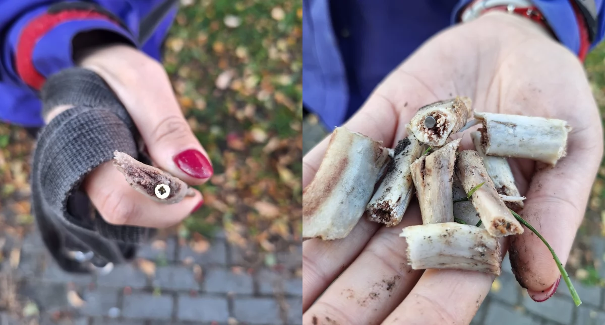 Kości z gwoździami podrzucone na os. Piastowskim!