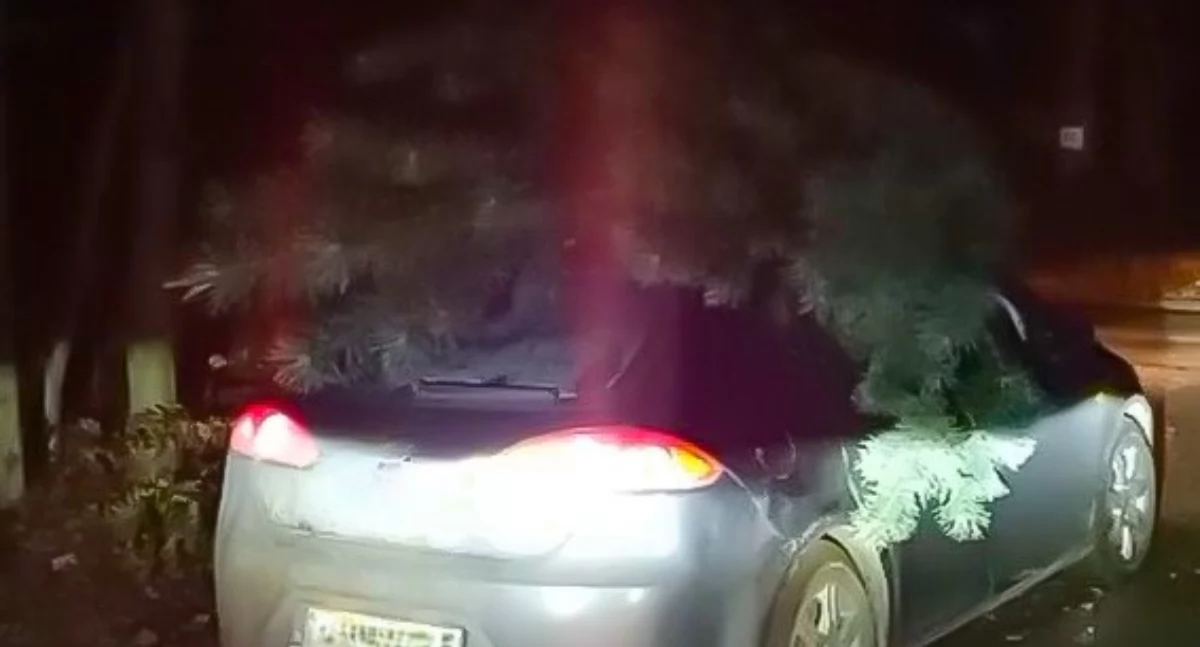 Nielegalna wycinka choinki. Dwaj mieszkańcy gminy Kościan ukarani mandatami