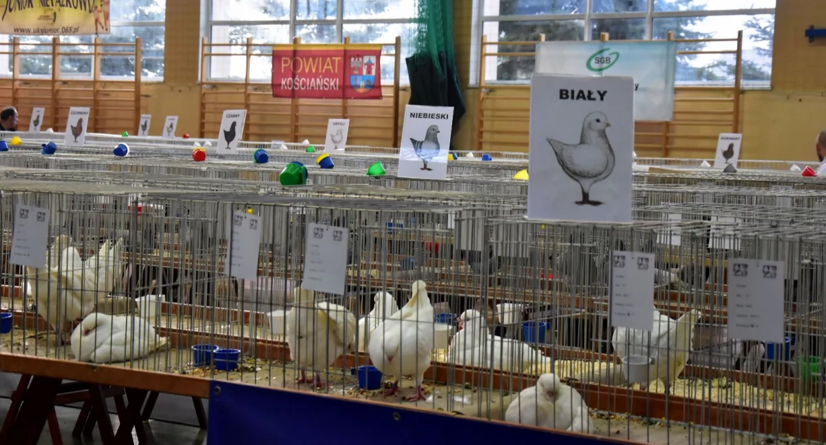 Wystawa gołębi rasy King w Nietążkowie [ZDJĘCIA]