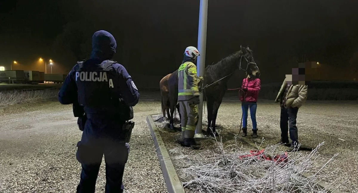 Łapali trzy spłoszone konie