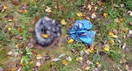 Skatowany pies w lesie w Kiełczewie? [ZDJĘCIA 18+]