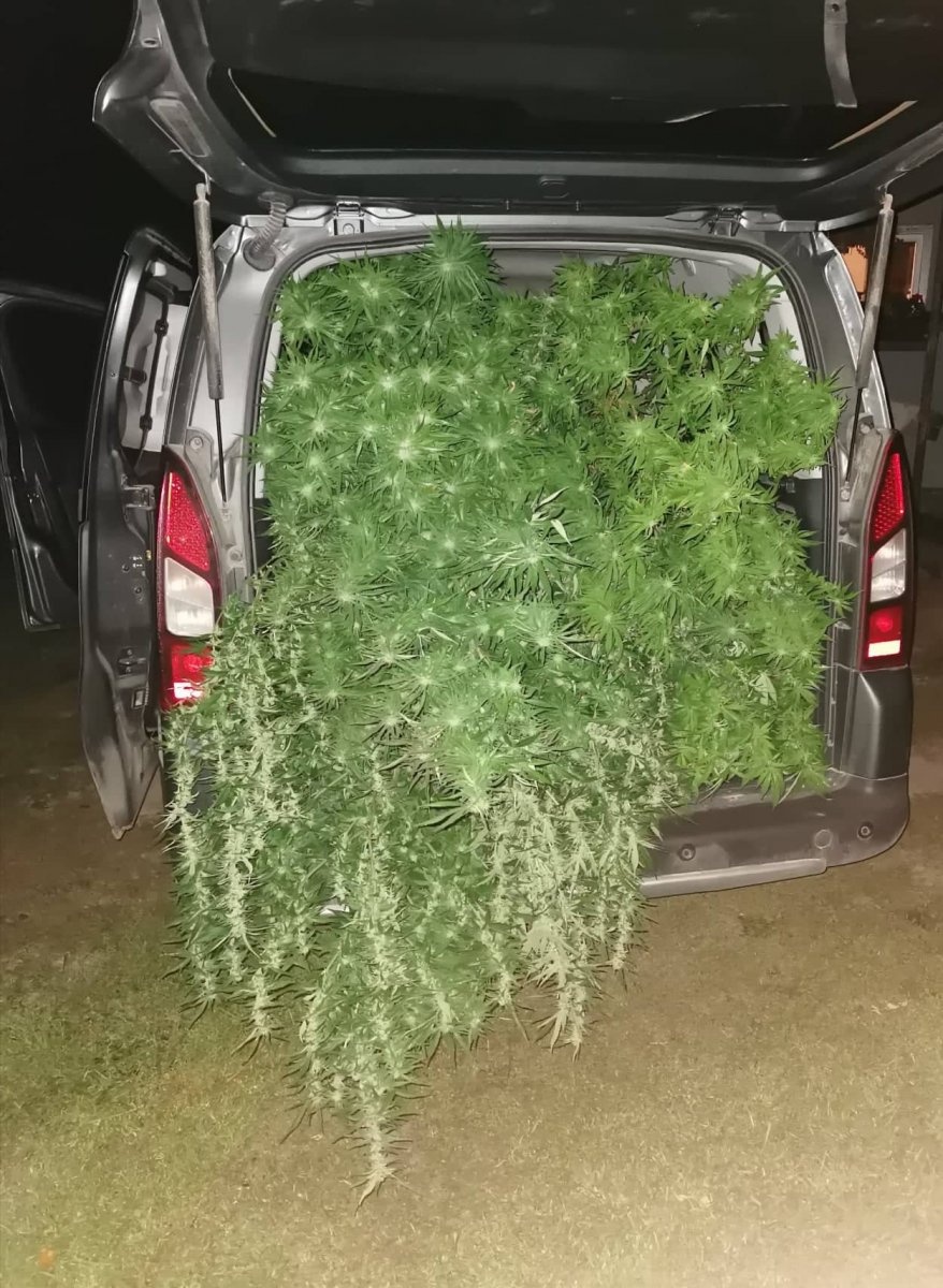 Twierdzili, że marihuaną karmią kury