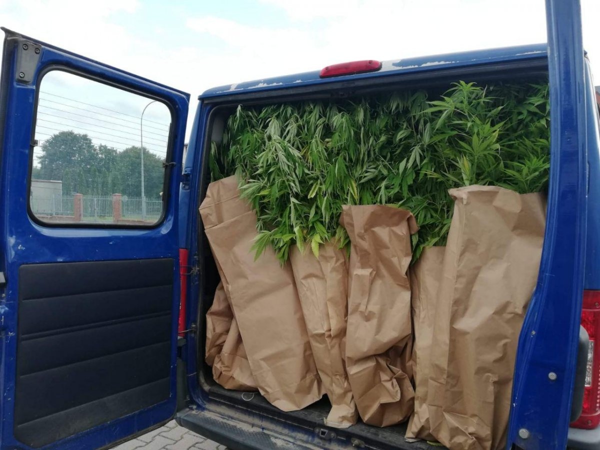 Kolejna nielegalna plantacja konopi indyjskich zlikwidowana