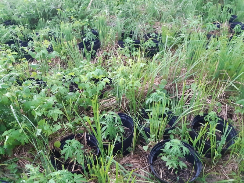 Nielegalna plantacja konopii