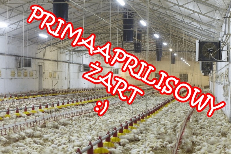 Primaaprilisowy żart z kurą w tle