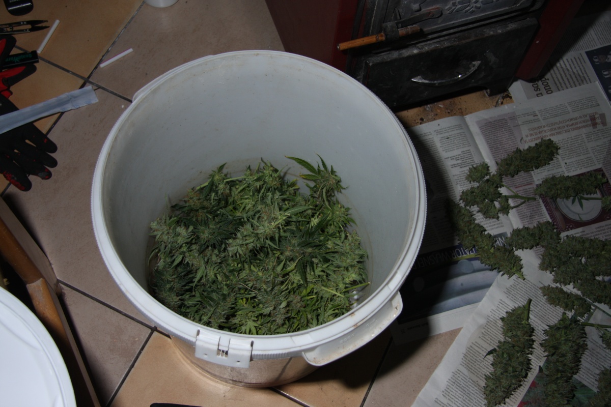 Zlikwidowano plantację marihuany w Łosicach