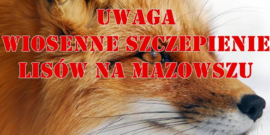 Wiosenne szczepienie lisów na Mazowszu