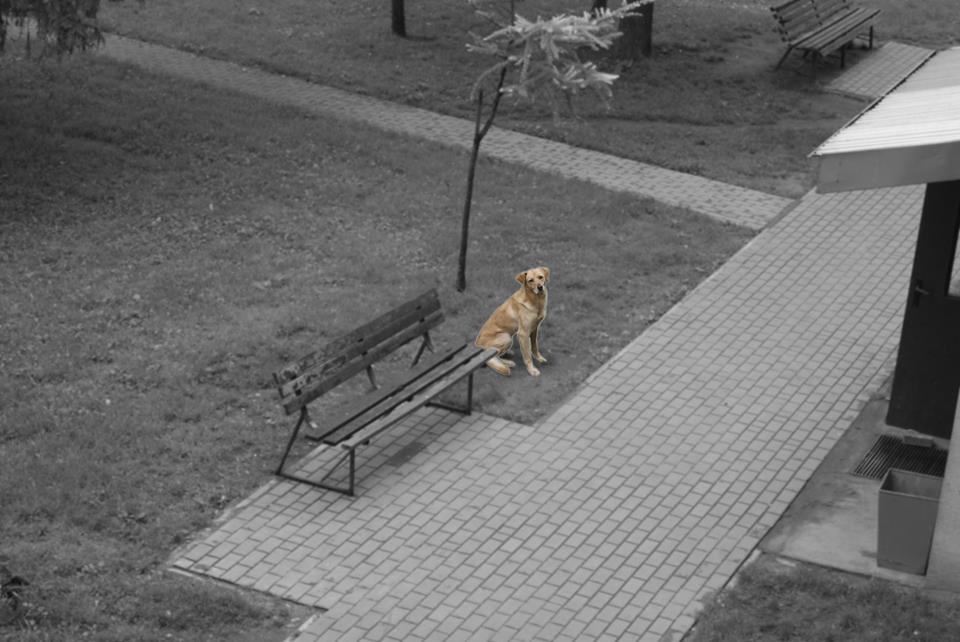 Bądźmy odpowiedzialni za zwierzęta
