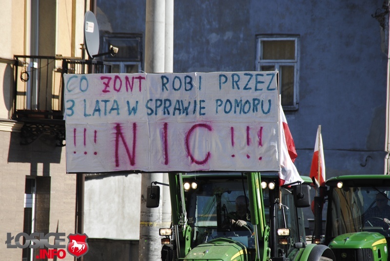 Protesty hodowców trzody chlewnej w Łosicach