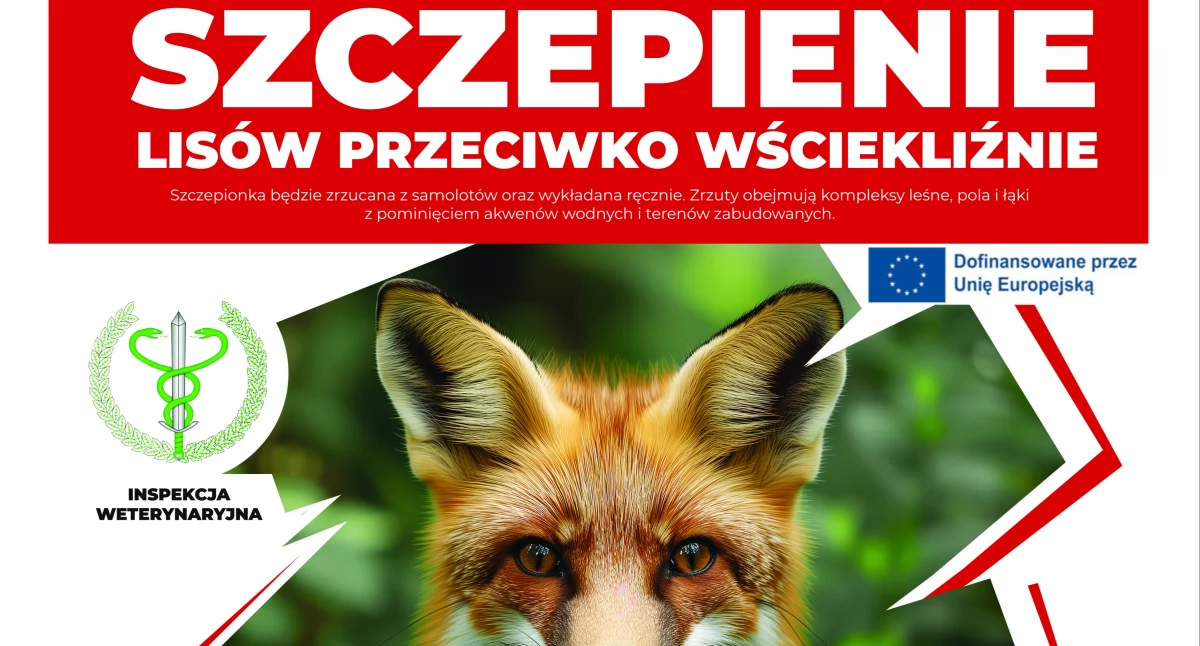 Od 8 września: Akcja szczepienia lisów w Mazowszu – zachowaj ostrożność i przestrzegaj zasad