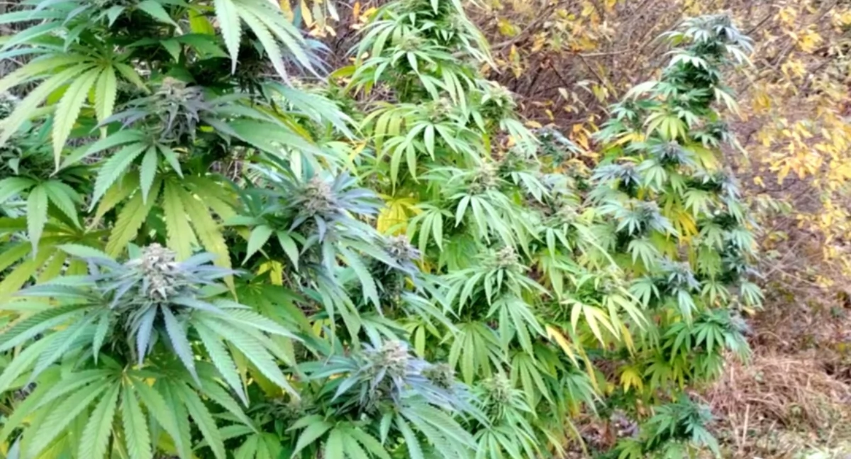 Marihuana za płotem mieszkańca Mierzwic