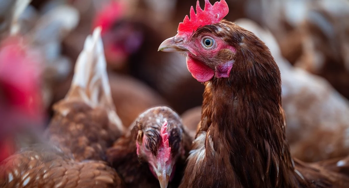 Zagrożenie dla hodowli drobiu: Weterynarz apeluje o bioasekurację