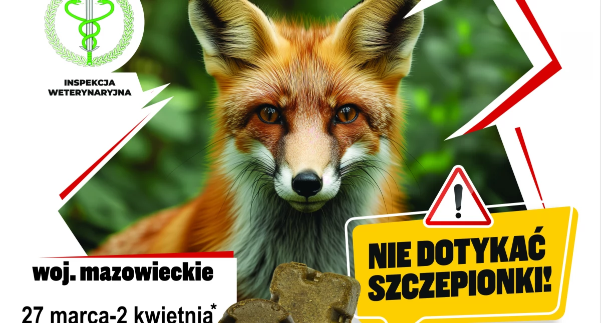 Wiosenna akcja szczepienia lisów na terenie województwa mazowieckiego