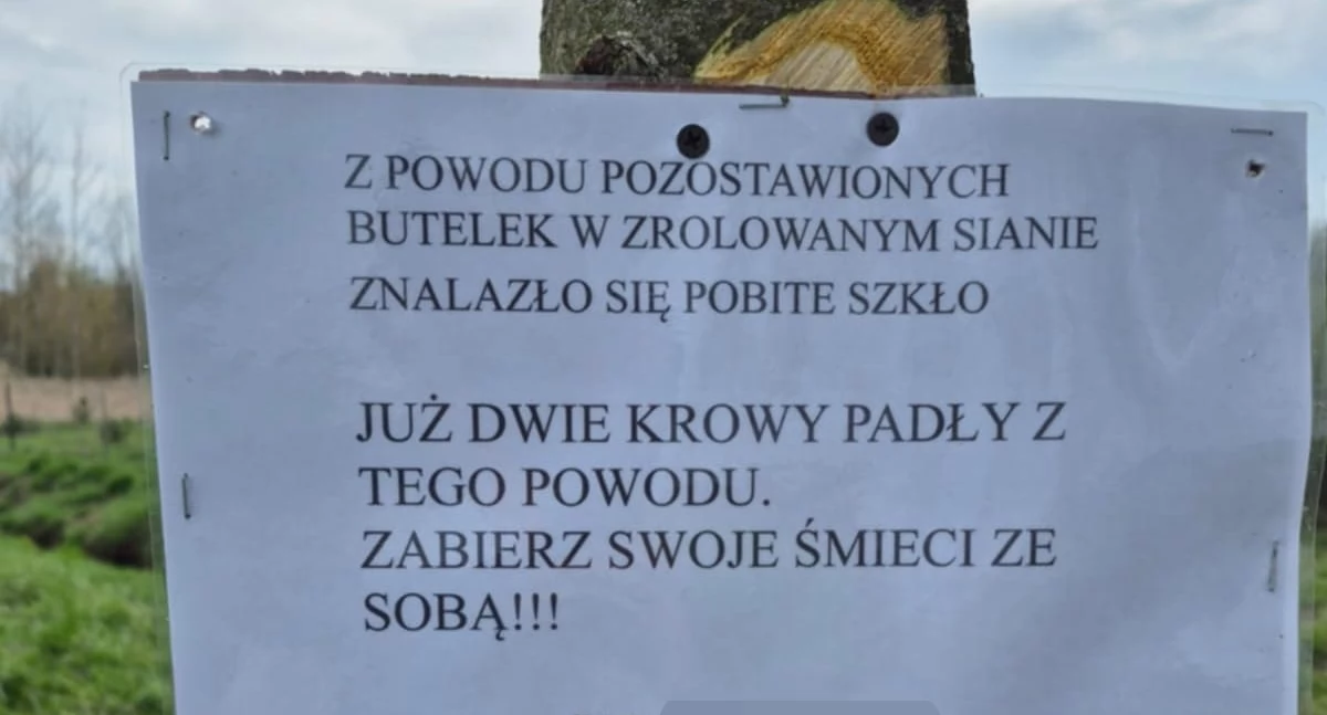 Tragiczne skutki zaśmiecania łąki. Dwie krowy padły po zjedzeniu siana ze szkłem 
