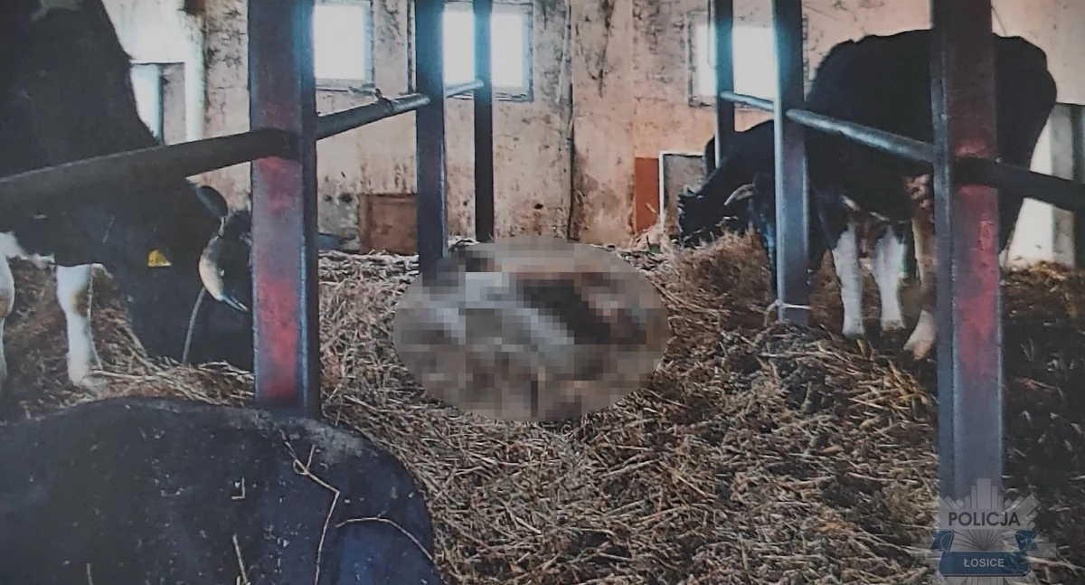 Dzięki obywatelskiemu zgłoszeniu ujawniono przypadek znęcania się nad bydłem. Właściciel usłyszał zarzuty