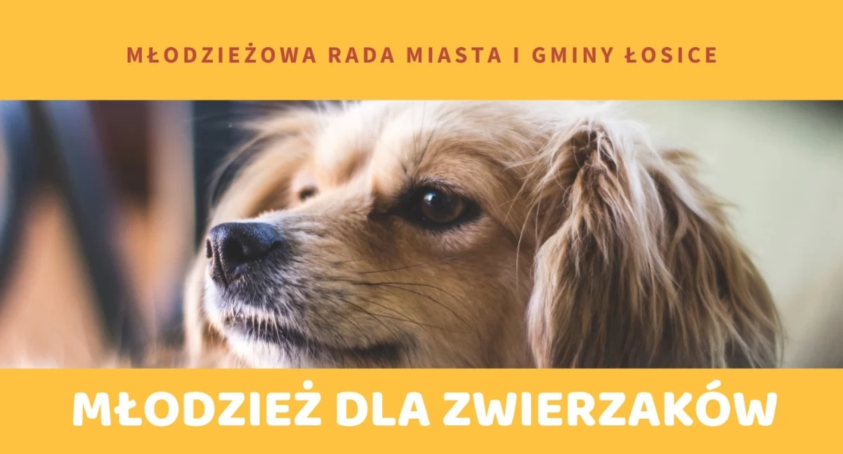 Ruszyła akcja „Młodzież dla zwierzaków”. Dary trafią do przytuliska w Siemiatyczach