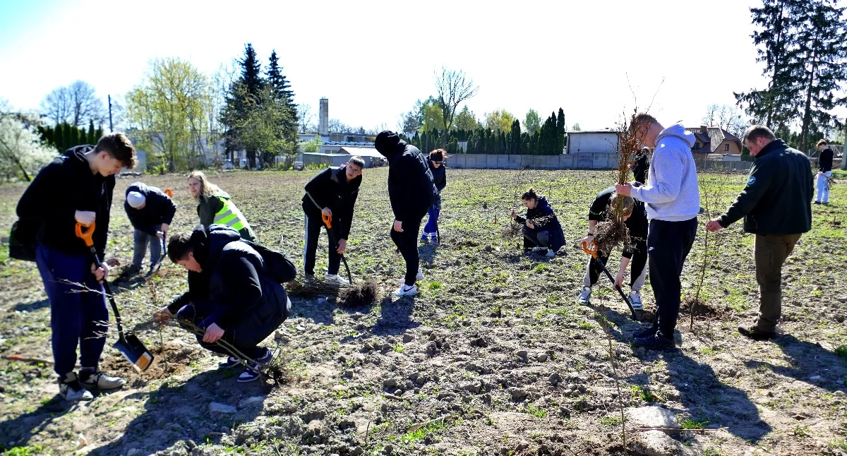Łosice mają swój „Bukowy Las”. Wspólnie posadzono 500 młodych drzew