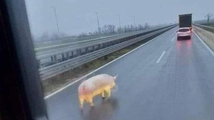 Świnia między autami na autostradzie A4? Znamy kulisy