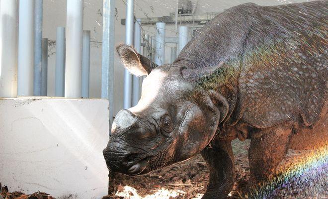Nosorożce - nowi pupile wrocławskiego ZOO - czekają na głaskanie