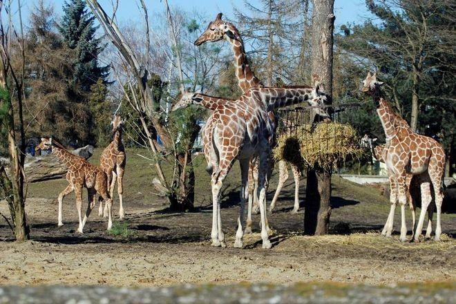 Wrocławskie zoo chwali się, że ratuje zagrożone gatunki