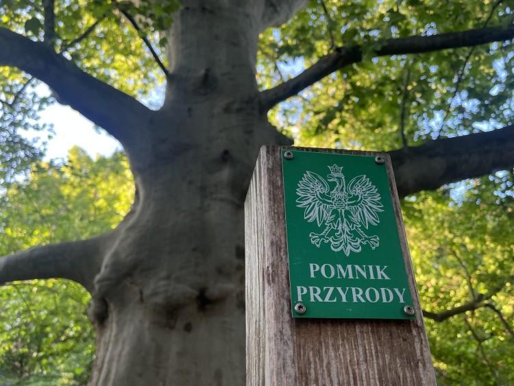 Wrocław robi porządek z pomnikami przyrody. Rada miejska przyjęła 35 uchwał