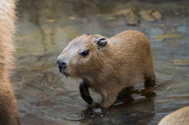 W zoo urodziły się największe gryzonie na świecie [ZDJĘCIA]