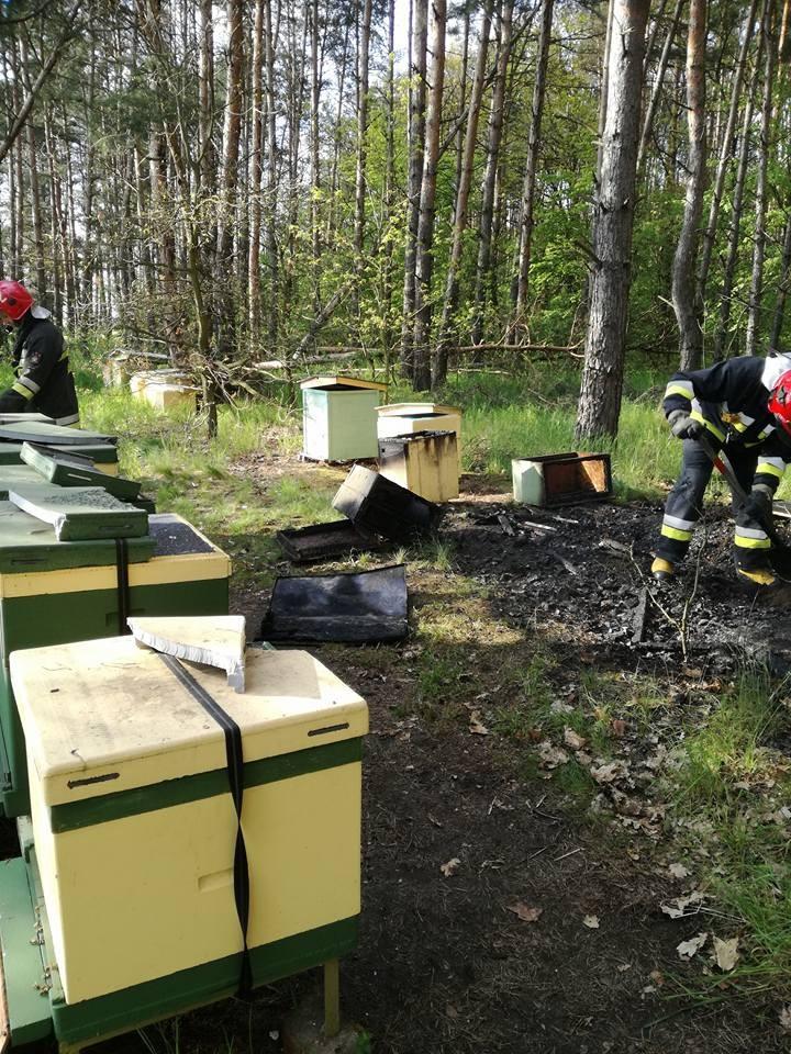 Ktoś podpalił pasiekę na Strachocinie. Pomóż znaleźć podpalacza [ZOBACZ ZDJĘCIA]