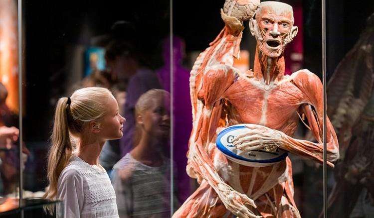 Anatomiczna Wystawa BODY WORLDS – VITAL zachwyca widzów we Wrocławiu!