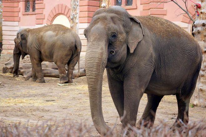 Wrocławskie ZOO gotowe na wszystko. Zwierzęta pod stałym nadzorem