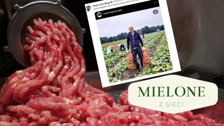 MIELONE Z SIECI Ogórki w Śląsku i polityka