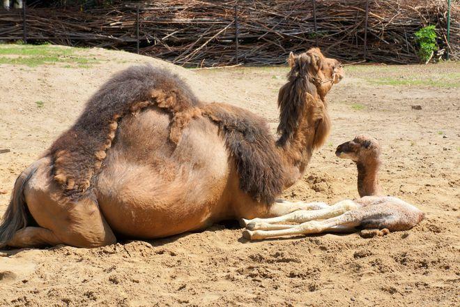 W naszym ZOO po raz pierwszy od lat urodził się mały wielbłąd [ZDJĘCIA]