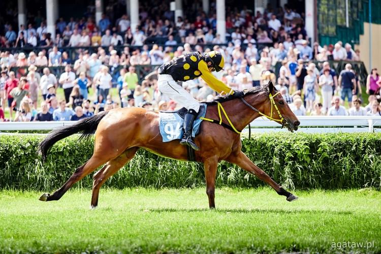 Gonitwy z przeszkodami wracają do Wrocławia. Dzień Zamków i Pałaców na Partynicach