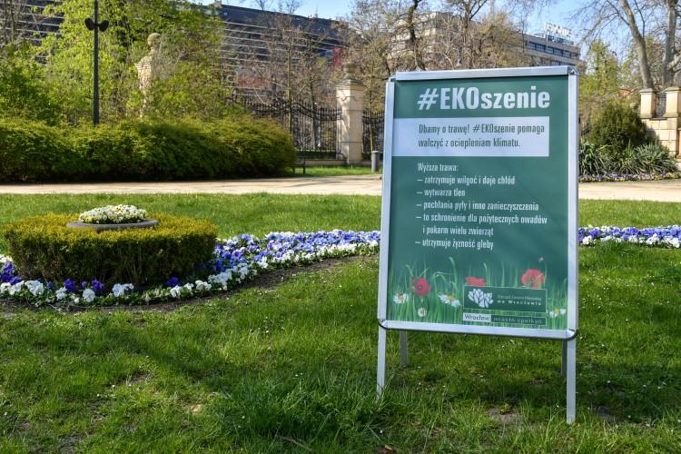 Wrocław zapowiada ekologiczne koszenie traw. Rusza akcja #EKOszenie