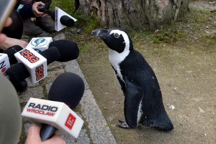 Dziś Światowy Dzień Pingwinów [ZDJĘCIA Z WROCŁAWSKIEGO ZOO]