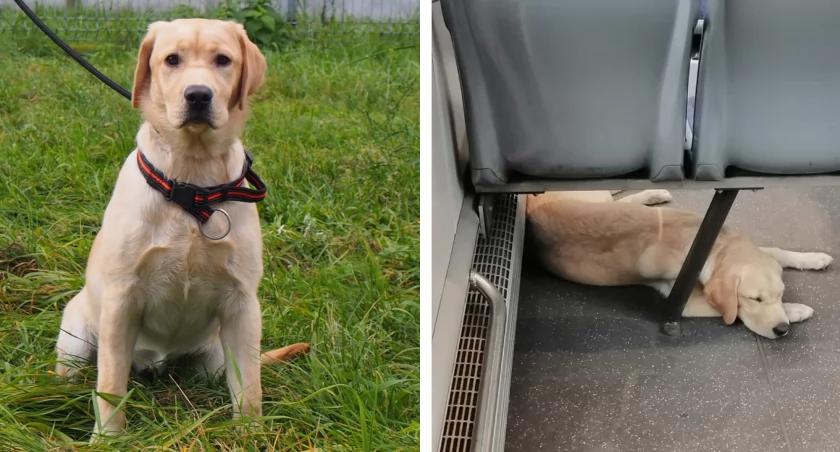Pies, który jeździł MPK nie znalazł swego pana. Trafi do adopcji