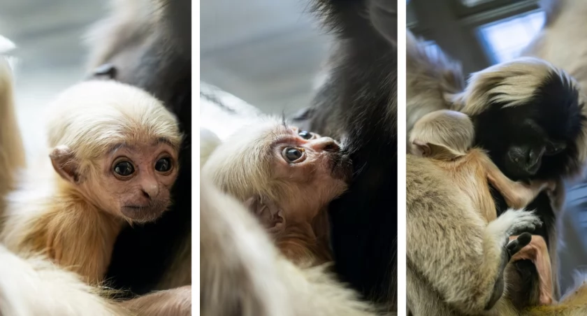 Ale słodziak! We wrocławskim ZOO urodził się gibon czapnik