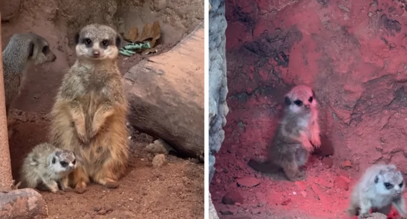 Puszyste i urocze! W zoo we Wrocławiu urodziły się surykatki