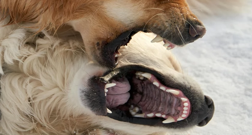 Agresywny spaniel sieje postrach w parku. 