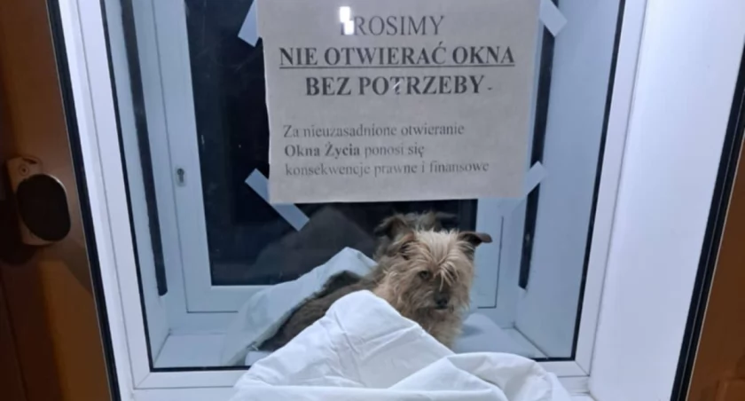 Wrocław: Porzucony pies w... oknie życia we Wrocławiu!