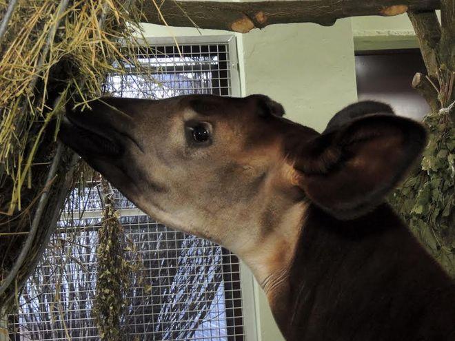 Nkosi jest już we wrocławskim ZOO. Dołączył do swojego kolegi - Maiko