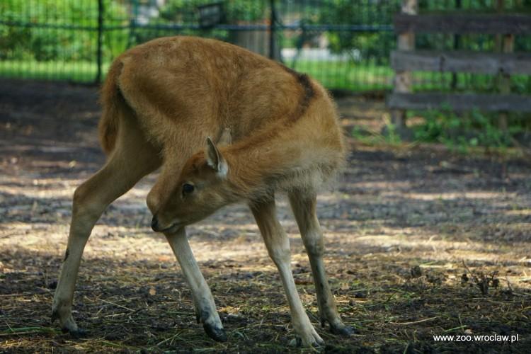 Nowy mieszkaniec wrocławskiego zoo. To gatunek uratowany przed wymarciem [ZDJĘCIA]