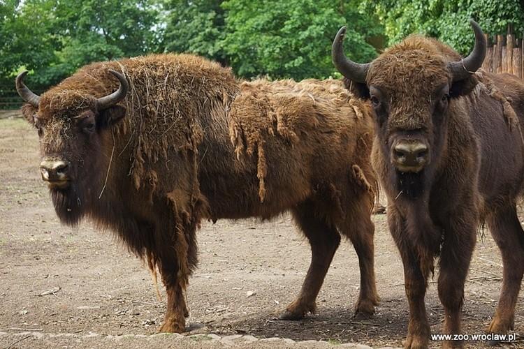 Święto króla puszczy wrocławskim zoo