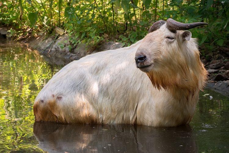 Nowe wybiegi we wrocławskim zoo. Zobacz jak mieszkają takiny [WIDEO]