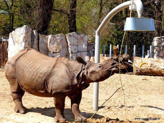 Wrocławskie zoo włącza się do akcji ratowania nosorożców