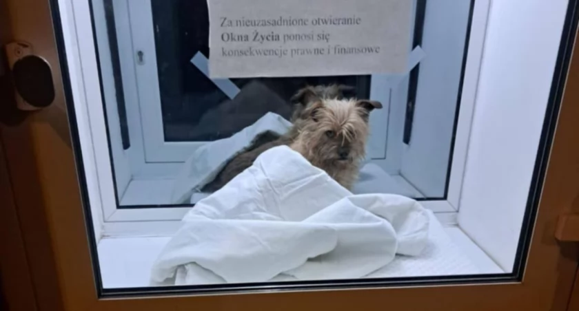 Wrocław. Pies znaleziony w oknie życia wrócił do swoich właścicieli