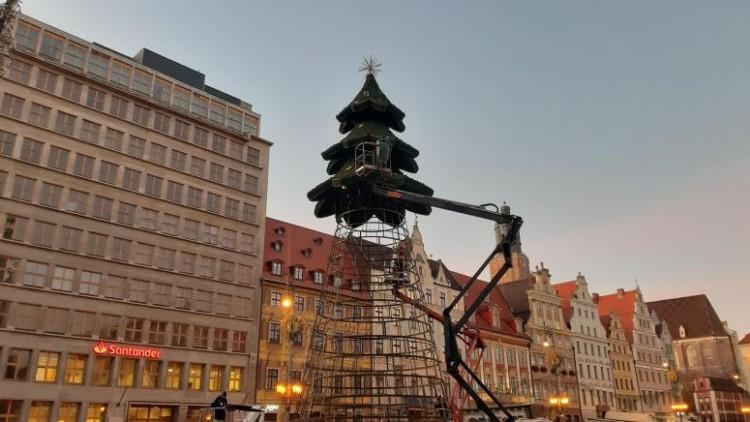 Oto nowa wrocławska choinka. W końcu zielona, a nie biała [ZDJĘCIA]