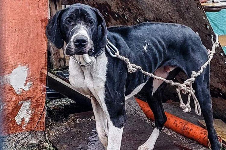 Zaniedbany dog przykuty do blachy. 