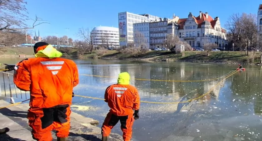 Wrocław: Bardzo cienki lód na fosie. Wystarczy krok, by się zarwał
