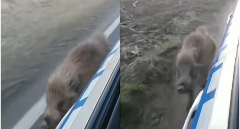 Nazwali go Franek. Policjanci odprowadzili dzika do lasu! Zobacz film!