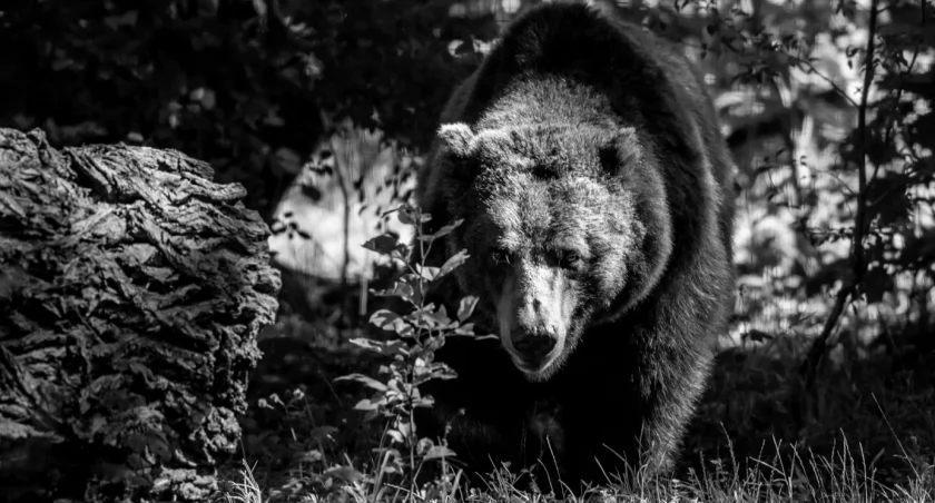 Wrocławskie zoo w żałobie. Nie żyje niedźwiedzica Myszka
